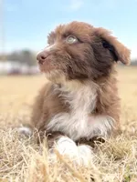 Kisses 🩷, a female Aussiedoodle for sale in Clayton, NC – Photo 6 of 10