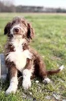 Kisses 🩷, a female Australian Shepherd for sale in Clayton, NC – Photo 1 of 10
