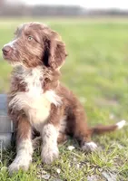Kisses 🩷, a female Australian Shepherd for sale in Clayton, NC – Photo 6 of 10