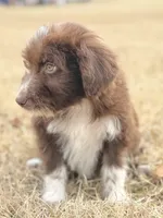 Kisses 🩷, a female Aussiedoodle for sale in Clayton, NC – Photo 2 of 10