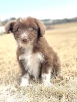 Kisses 🩷, a female Aussiedoodle for sale in Clayton, NC – Photo 7 of 10