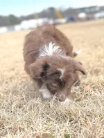 Kisses 🩷, a female Aussiedoodle for sale in Clayton, NC – Photo 10 of 10