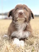 Kisses 🩷, a female Aussiedoodle for sale in Clayton, NC – Photo 3 of 10