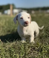 Peaches 🩷, a female Dachshund for sale in Clayton, NC – 2 of 10