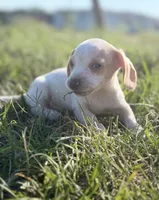 Wennie 🩷, a female Dachshund for sale in Clayton, NC – 3 of 10