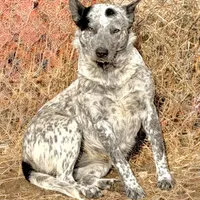 Pumpkin 🩷, a female Australian Cattle Dog for sale in Clayton, NC – Photo 1 of 2