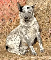 Pumpkin 🩷, a female Australian Cattle Dog for sale in Clayton, NC – Photo 1 of 2