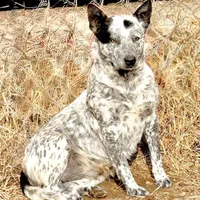 Pumpkin 🩷, a female Australian Cattle Dog for sale in Clayton, NC – Photo 2 of 2