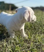 Peaches 🩷, a female Dachshund for sale in Clayton, NC – 5 of 10