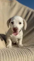 Peaches 🩷, a female Dachshund for sale in Clayton, NC – 4 of 10