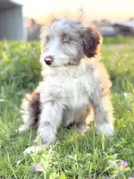 Finny 💙, a male Border Collie and Poodle - Standard  for sale in Clayton, NC – Photo 3 of 10