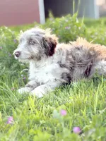 Finny 💙, a male Border Collie and Poodle - Standard  for sale in Clayton, NC – Photo 5 of 10