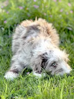 Finny 💙, a male Border Collie and Poodle - Standard  for sale in Clayton, NC – Photo 4 of 10