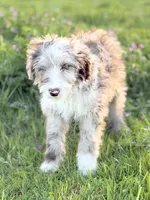 Finny 💙, a male Border Collie and Poodle - Standard  for sale in Clayton, NC – Photo 2 of 10