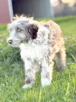Finny 💙, a male Border Collie and Poodle - Standard  for sale in Clayton, NC – Photo 9 of 10