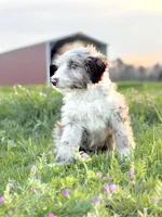 Finny 💙, a male Border Collie and Poodle - Standard  for sale in Clayton, NC – Photo 7 of 10