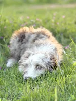 Finny 💙, a male Border Collie and Poodle - Standard  for sale in Clayton, NC – Photo 6 of 10
