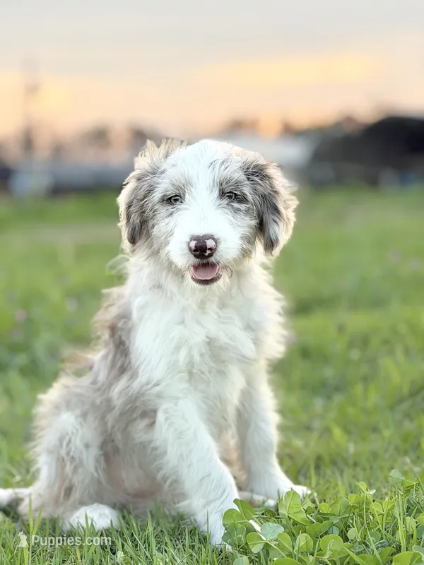 Buttons 🩷 – Aussiedoodle puppy for sale in Clayton, NC