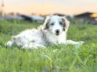 Buttons 🩷, a female Border Collie and Poodle - Standard  for sale in Clayton, NC – Photo 8 of 10