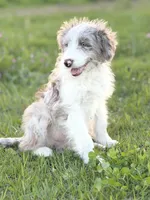Buttons 🩷, a female Border Collie and Poodle - Standard  for sale in Clayton, NC – Photo 5 of 10