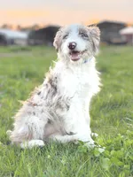 Buttons 🩷, a female Border Collie and Poodle - Standard  for sale in Clayton, NC – Photo 9 of 10