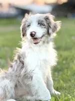 Buttons 🩷, a female Border Collie and Poodle - Standard  for sale in Clayton, NC – Photo 10 of 10