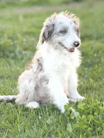 Buttons 🩷, a female Border Collie and Poodle - Standard  for sale in Clayton, NC – Photo 7 of 10