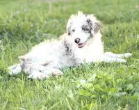 Buttons 🩷, a female Border Collie and Poodle - Standard  for sale in Clayton, NC – Photo 1 of 10