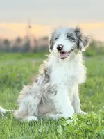 Buttons 🩷, a female Border Collie and Poodle - Standard  for sale in Clayton, NC – Photo 4 of 10