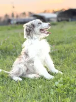 Buttons 🩷, a female Border Collie and Poodle - Standard  for sale in Clayton, NC – Photo 6 of 10
