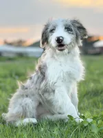 Buttons 🩷, a female Border Collie and Poodle - Standard  for sale in Clayton, NC – Photo 3 of 10