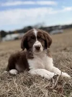 Bear 💙, a male Aussiedoodle for sale in Clayton, NC – Photo 3 of 10