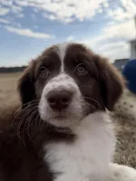 Bear 💙, a male Aussiedoodle for sale in Clayton, NC – Photo 5 of 10