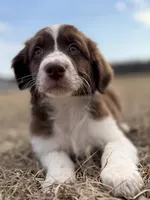 Bear 💙, a male Aussiedoodle for sale in Clayton, NC – Photo 1 of 10