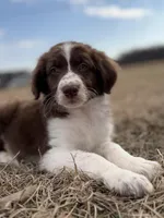 Bear 💙, a male Aussiedoodle for sale in Clayton, NC – Photo 2 of 10