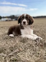 Bear 💙, a male Aussiedoodle for sale in Clayton, NC – Photo 8 of 10