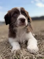 Bear 💙, a male Aussiedoodle for sale in Clayton, NC – Photo 4 of 10