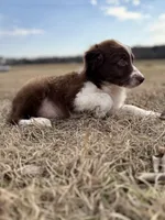 Bear 💙, a male Aussiedoodle for sale in Clayton, NC – Photo 9 of 10