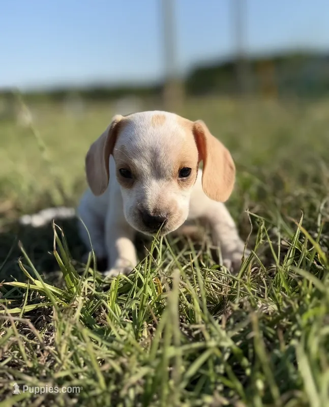 Winnie Girl – Miniature Dachshund puppy for sale in Clayton, NC