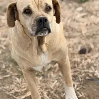 Millie 🩷, a female American Bulldog for sale in Clayton, NC – Photo 1 of 5