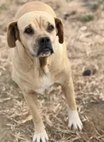Millie 🩷, a female American Bulldog for sale in Clayton, NC – Photo 1 of 5