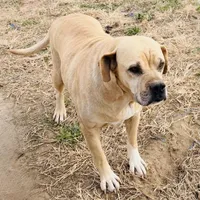 Millie 🩷, a female American Bulldog for sale in Clayton, NC – Photo 5 of 5