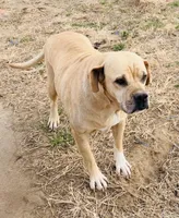 Millie 🩷, a female American Bulldog for sale in Clayton, NC – Photo 5 of 5