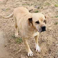 Millie 🩷, a female American Bulldog for sale in Clayton, NC – Photo 4 of 5