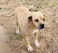 Millie 🩷, a female American Bulldog for sale in Clayton, NC – Photo 4 of 5