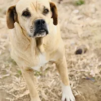 Millie 🩷, a female American Bulldog for sale in Clayton, NC – Photo 2 of 5