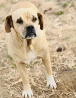 Millie 🩷, a female American Bulldog for sale in Clayton, NC – Photo 2 of 5