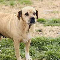 Millie 🩷, a female American Bulldog for sale in Clayton, NC – Photo 3 of 5