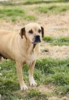 Millie 🩷, a female American Bulldog for sale in Clayton, NC – Photo 3 of 5