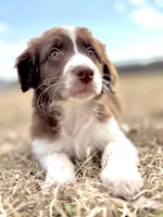 Duck 💙, a male Aussiedoodle for sale in Clayton, NC – Photo 3 of 7